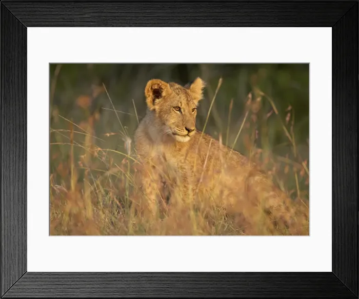 Framed Print : Lion cub (Panthera leo), Masai Mara National Reserve, Kenya, East Africa, Africa Framed Print : Lion cub (Panthera leo), Masai Mara National Reserve, Kenya, East Africa, Africa