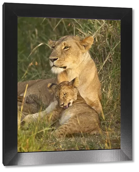 Lioness (Panthera leo) with cub, Masai Mara National Reserve, Kenya, East Africa, Africa