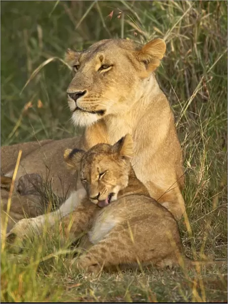Lioness (Panthera leo) with cub, Masai Mara National Reserve, Kenya, East Africa, Africa