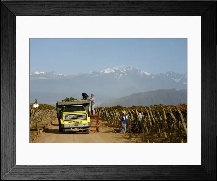 Framed Print : Grape harvest at a vineyard in Lujan de Cuyo with the Andes mountains in the background Framed Print : Grape harvest at a vineyard in Lujan de Cuyo with the Andes mountains in the background