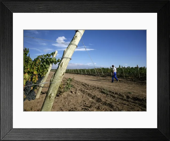 Framed Print : Vineyards and the Andes mountains in Valle de Uco, Mendoza, Argentina, South America Framed Print : Vineyards and the Andes mountains in Valle de Uco, Mendoza, Argentina, South America