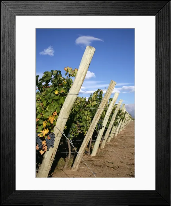 Framed Print : Vineyards and the Andes mountains in Lujan de Cuyo, Mendoza, Argentina, South America Framed Print : Vineyards and the Andes mountains in Lujan de Cuyo, Mendoza, Argentina, South America