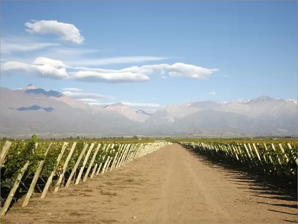 Vineyards and the Andes mountains in Lujan de Cuyo, Mendoza, Argentina, South America