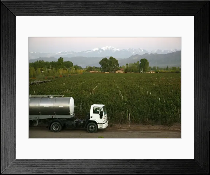 Framed Print : View over the Vineyards of Vistalba winery and the highest peak of the Andes mountains Framed Print : View over the Vineyards of Vistalba winery and the highest peak of the Andes mountains