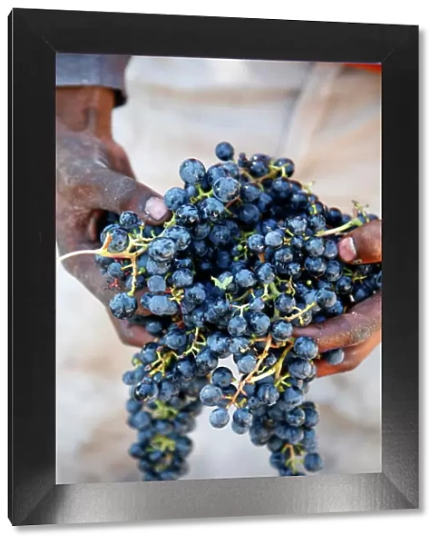 Harvest worker holding Malbec wine grapes, Mendoza, Argentina, South America