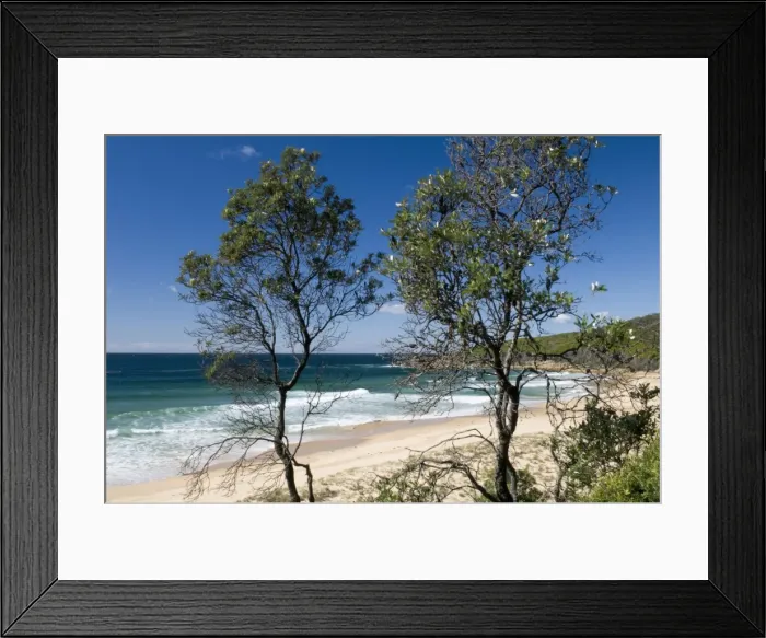 Framed Print : Tea trees at Aragunnu Beach and coast of Tasman Sea, part of the Pacific Ocean Framed Print : Tea trees at Aragunnu Beach and coast of Tasman Sea, part of the Pacific Ocean