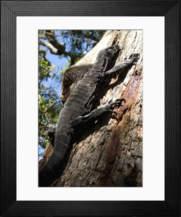 Framed Print : Goanna (Lace Monitor) (Varanus varius) lizard, around 2m long, up a tree Framed Print : Goanna (Lace Monitor) (Varanus varius) lizard, around 2m long, up a tree