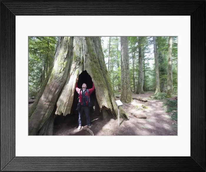 Framed Print : A hiker in a hollow tree trunk, Cathedral Grove, MacMillan Provincial Park