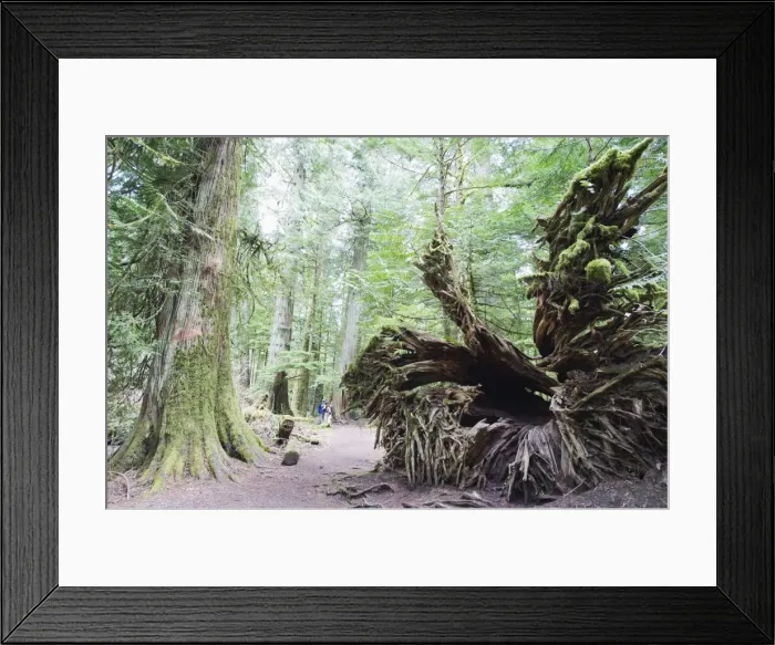 Framed Print : Old growth forest in Cathedral Grove, MacMillan Provincial Park, Vancouver Island Framed Print : Old growth forest in Cathedral Grove, MacMillan Provincial Park, Vancouver Island