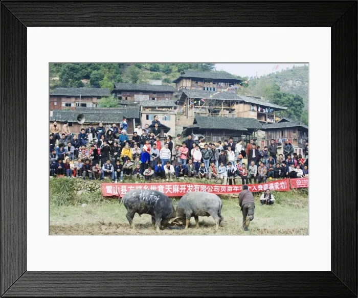 Framed Print : New Year bull fighting festival in the Miao village of Xijiang, Guizhou Province Framed Print : New Year bull fighting festival in the Miao village of Xijiang, Guizhou Province