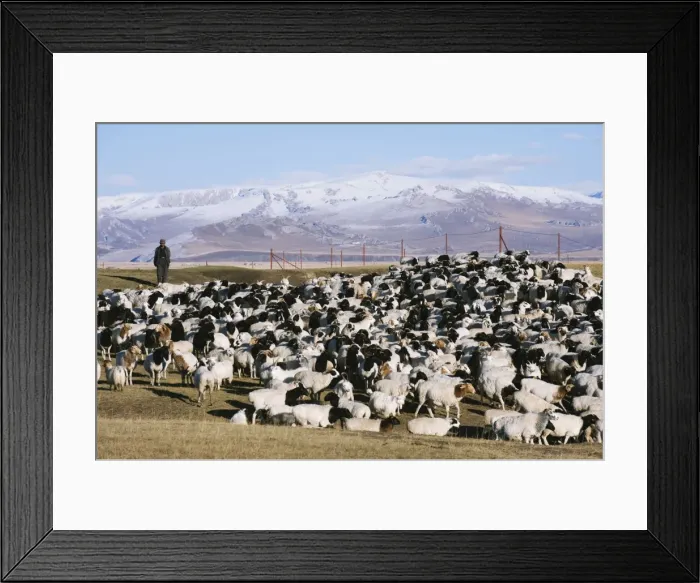 Framed Print : Shepherd tending a flock of sheep, Bayanbulak, Xinjiang Province, China, Asia Framed Print : Shepherd tending a flock of sheep, Bayanbulak, Xinjiang Province, China, Asia