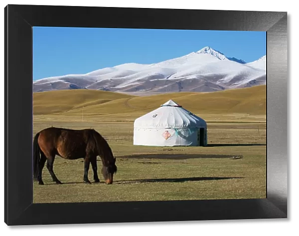 Nomads horse and yurt, Bayanbulak, Xinjiang Province, China, Asia