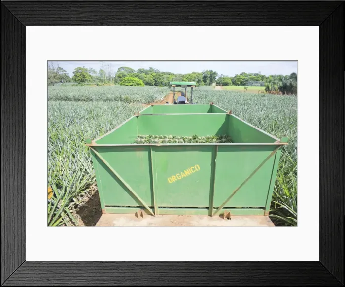 Framed Print : Man driving truck with harvested organic pineapples, Costa Rica, Central America Framed Print : Man driving truck with harvested organic pineapples, Costa Rica, Central America