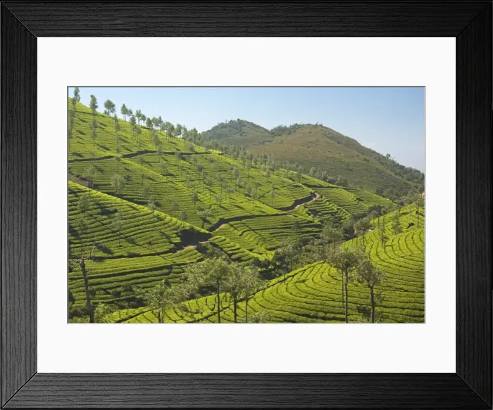 Framed Print : Tea plantations dotted with silver oak trees covering the Cardamom Hills in the southern Western Ghats in southeastern Kerala