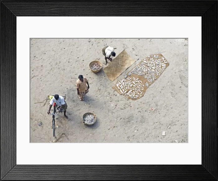 Framed Print : Sorting and drying the mornings catch of fish, Dhanushkodi, Tamil Nadu, India, Asia Framed Print : Sorting and drying the mornings catch of fish, Dhanushkodi, Tamil Nadu, India, Asia