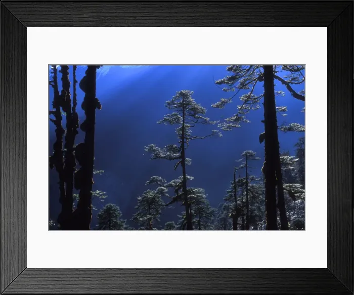 Framed Print : Pine trees glisten in the early morning sunlight in the remote Hingku Valley Framed Print : Pine trees glisten in the early morning sunlight in the remote Hingku Valley