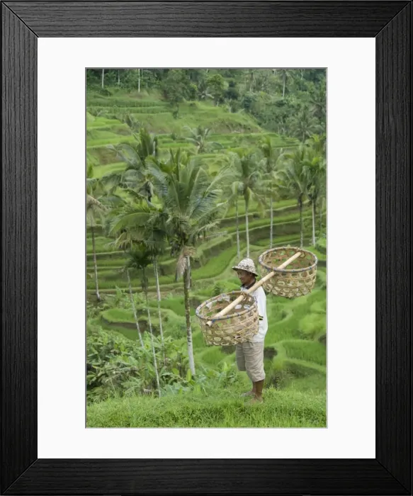 Framed Print : Rice terraces near Tegallalang Village, Bali, Indonesia, Southeast Asia, Asia Framed Print : Rice terraces near Tegallalang Village, Bali, Indonesia, Southeast Asia, Asia