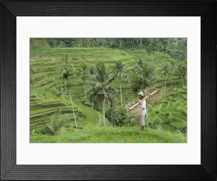 Framed Print : Rice terraces near Tegallalang Village, Bali, Indonesia, Southeast Asia, Asia Framed Print : Rice terraces near Tegallalang Village, Bali, Indonesia, Southeast Asia, Asia