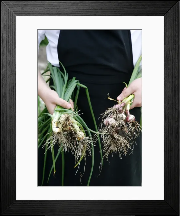 Framed Print : Cook with freshly picked onions and spring onions, Jutland, Denmark, Scandinavia, Europe Framed Print : Cook with freshly picked onions and spring onions, Jutland, Denmark, Scandinavia, Europe