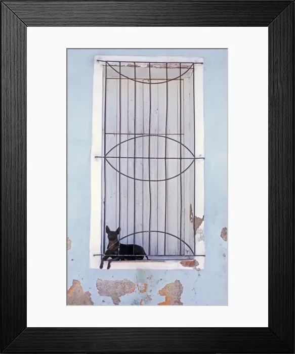 Framed Print : Small dog resting between shuttered windows and gratings, Sancti Spiritus Framed Print : Small dog resting between shuttered windows and gratings, Sancti Spiritus
