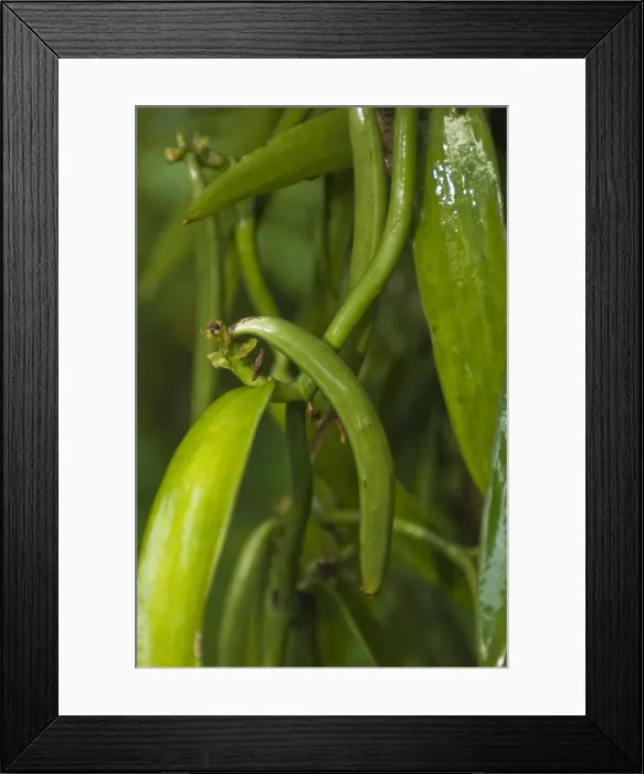 Framed Print : Vanilla, Huahine, French Polynesia, South Pacific, Pacific Framed Print : Vanilla, Huahine, French Polynesia, South Pacific, Pacific