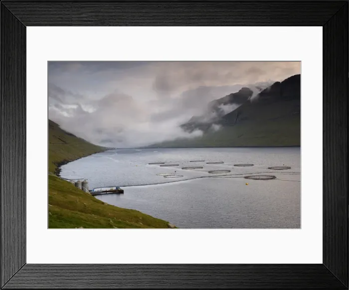 Framed Print : Salmon farming in Hvannassund, near Vidareidi, Vidoy, Nordoyar, Faroe Islands (Faroes)
