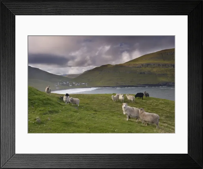 Framed Print : Sheep, Husavik bay and village in background, Sandoy, Faroe Islands (Faroes) Framed Print : Sheep, Husavik bay and village in background, Sandoy, Faroe Islands (Faroes)