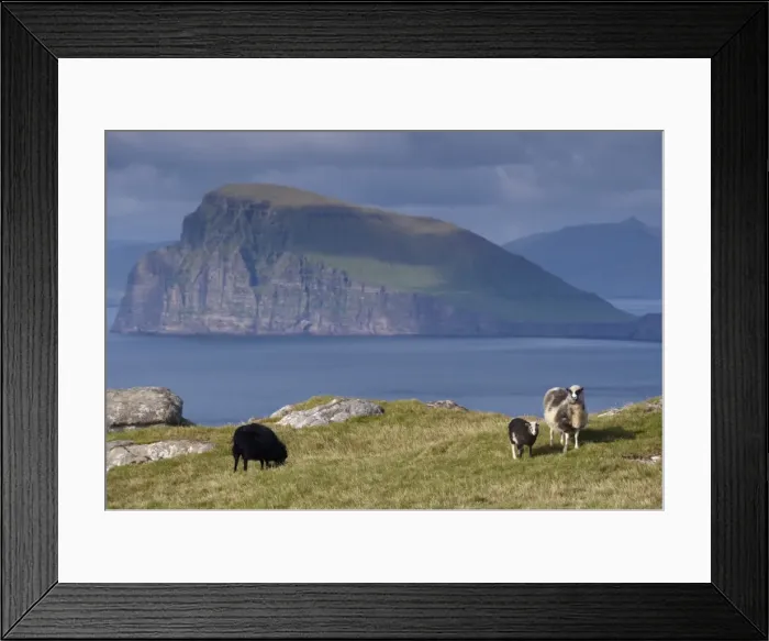 Framed Print : Sheep on north coast of Sandoy, view north across Skopunarfjordur towards Koltur island Framed Print : Sheep on north coast of Sandoy, view north across Skopunarfjordur towards Koltur island