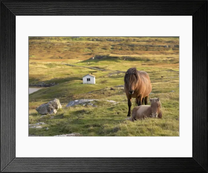 Framed Print : Horses, stallion and foal, Sandoy island, Faroe Islands, Denmark, Europe Framed Print : Horses, stallion and foal, Sandoy island, Faroe Islands, Denmark, Europe