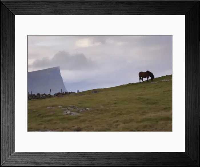 Framed Print : Horses, stallion, Sandoy Island, Faroe Islands, Denmark, Europe Framed Print : Horses, stallion, Sandoy Island, Faroe Islands, Denmark, Europe