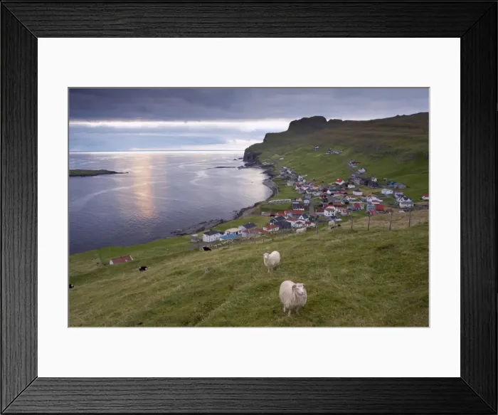 Framed Print : Sumba, picturesque village on south-west tip of Suduroy Island, and sheep Framed Print : Sumba, picturesque village on south-west tip of Suduroy Island, and sheep