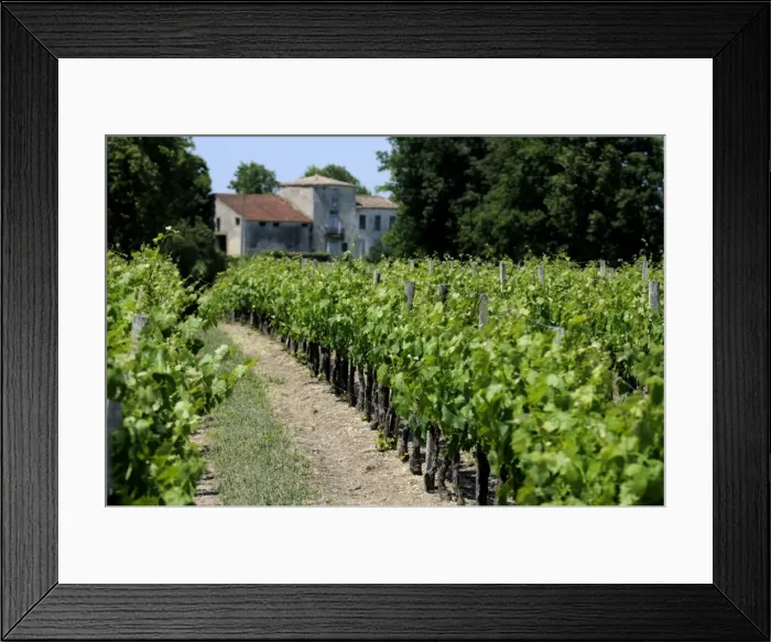 Framed Print : Vineyard in the Bordeaux region, Gironde, Aquitaine, France Framed Print : Vineyard in the Bordeaux region, Gironde, Aquitaine, France