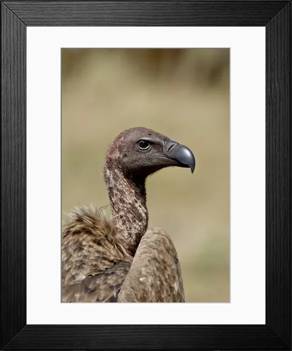 Framed Print : African white-backed vulture (Gyps africanus), Masai Mara National Reserve