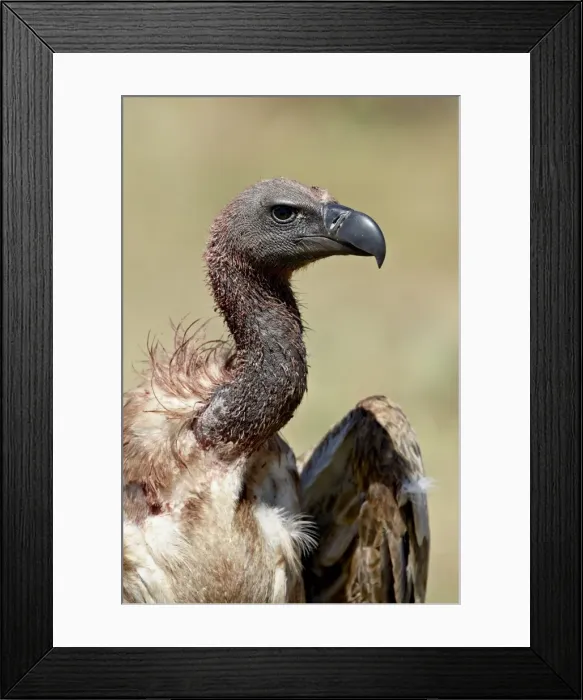 Framed Print : African white-backed vulture (Gyps africanus), Masai Mara National Reserve