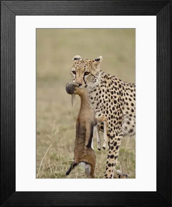 Framed Print : Cheetah (Acinonyx jubatus) with baby Thomsons Gazelle (Gazella thomsonii) Framed Print : Cheetah (Acinonyx jubatus) with baby Thomsons Gazelle (Gazella thomsonii)