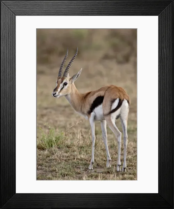 Framed Print : Male Thomsons Gazelle (Gazella thomsonii), Masai Mara National Reserve Framed Print : Male Thomsons Gazelle (Gazella thomsonii), Masai Mara National Reserve