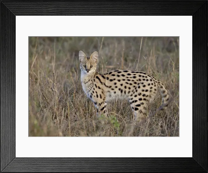 Framed Print : Serval (Felis serval), Masai Mara National Reserve, Kenya, East Africa, Africa Framed Print : Serval (Felis serval), Masai Mara National Reserve, Kenya, East Africa, Africa