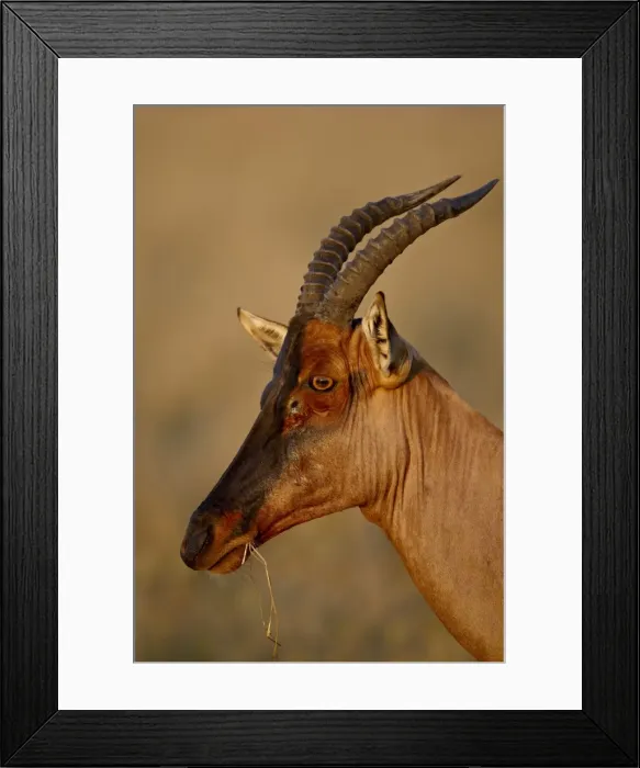 Framed Print : Topi (Tsessebe) (Damaliscus lunatus), Masai Mara National Reserve, Kenya Framed Print : Topi (Tsessebe) (Damaliscus lunatus), Masai Mara National Reserve, Kenya
