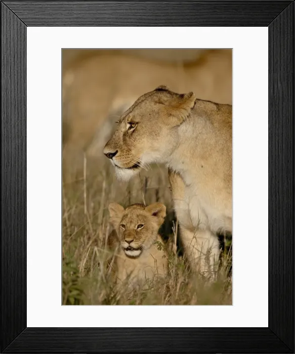Framed Print : Lioness (Panthera leo) and cub, Masai Mara National Reserve, Kenya, East Africa, Africa Framed Print : Lioness (Panthera leo) and cub, Masai Mara National Reserve, Kenya, East Africa, Africa