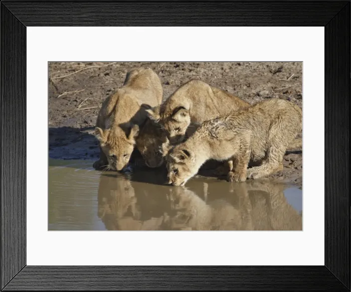Framed Print : Four Lion (Panthera leo) cubs drinking, Masai Mara National Reserve, Kenya