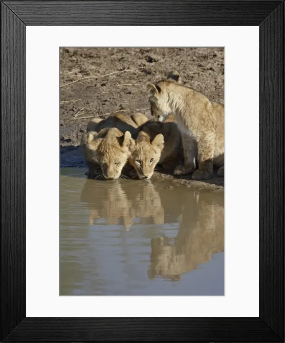 Framed Print : Three Lion (Panthera leo) cubs drinking, Masai Mara National Reserve, Kenya Framed Print : Three Lion (Panthera leo) cubs drinking, Masai Mara National Reserve, Kenya
