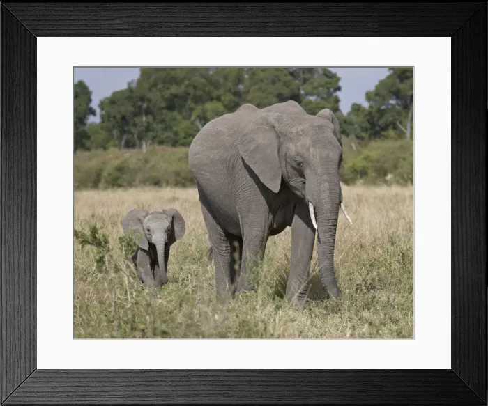 Framed Print : African Elephant (Loxodonta africana) mother and young, Masai Mara National Reserve Framed Print : African Elephant (Loxodonta africana) mother and young, Masai Mara National Reserve