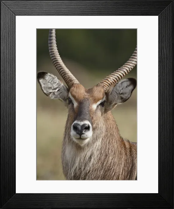 Framed Print : Male Defassa Waterbuck (Kobus ellipsiprymnus defassa), Masai Mara National Reserve Framed Print : Male Defassa Waterbuck (Kobus ellipsiprymnus defassa), Masai Mara National Reserve