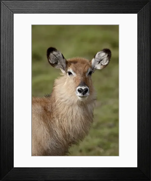 Framed Print : Young Defassa Waterbuck (Kobus ellipsiprymnus defassa), Masai Mara National Reserve Framed Print : Young Defassa Waterbuck (Kobus ellipsiprymnus defassa), Masai Mara National Reserve