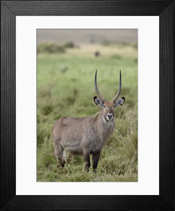 Framed Print : Male Defassa Waterbuck (Kobus ellipsiprymnus defassa), Masai Mara National Reserve Framed Print : Male Defassa Waterbuck (Kobus ellipsiprymnus defassa), Masai Mara National Reserve