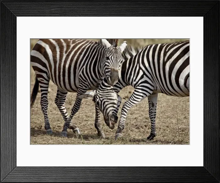 Framed Print : Two male Grants Zebra (Plains Zebra, Common Zebra) (Equus burchelli boehmi) fighting Framed Print : Two male Grants Zebra (Plains Zebra, Common Zebra) (Equus burchelli boehmi) fighting