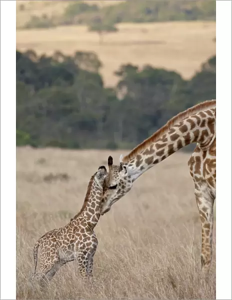 Mother and baby Masai Giraffe (Giraffa camelopardalis tippelskirchi) just days old
