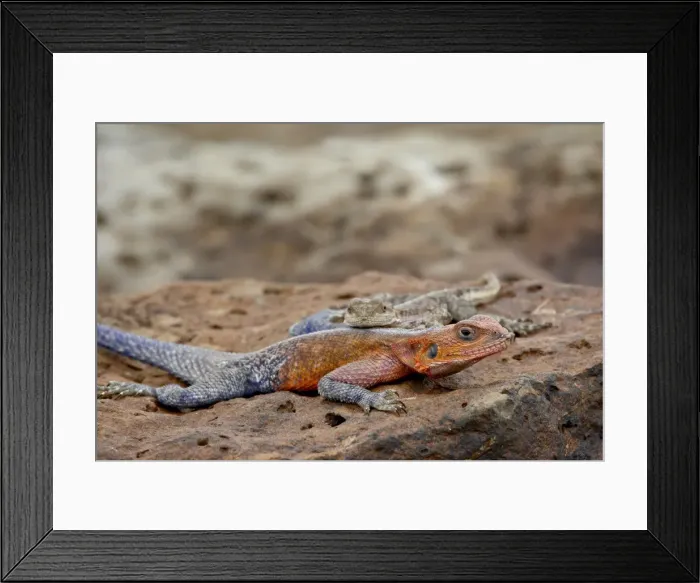 Framed Print : Male and female Red-Headed Agama (Agama agama), Masai Mara National Reserve