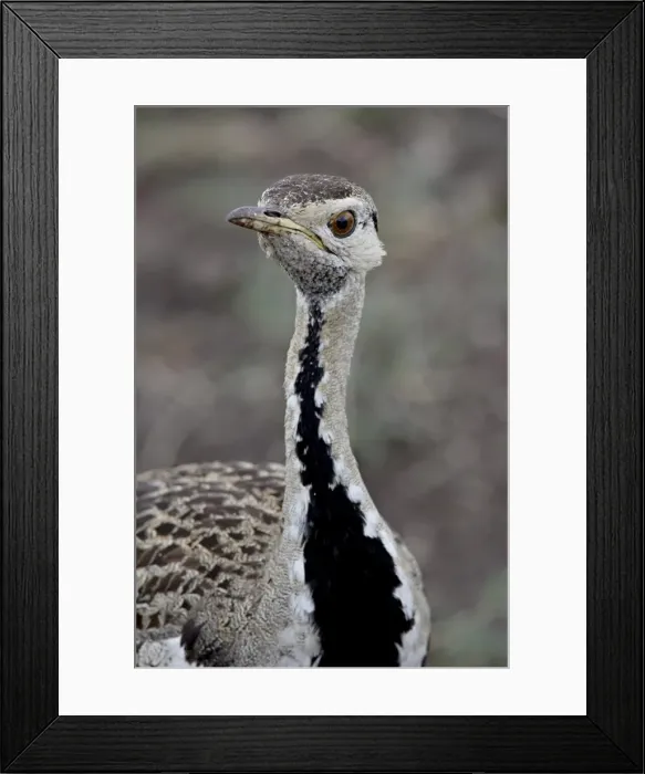 Framed Print : Male Black-Bellied Bustard (Black-Bellied Korhaan) (Eupodotis melanogaster) Framed Print : Male Black-Bellied Bustard (Black-Bellied Korhaan) (Eupodotis melanogaster)