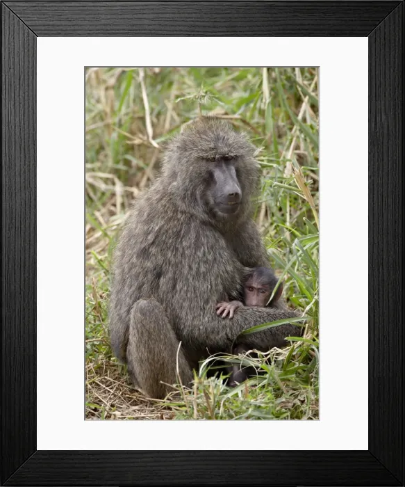 Framed Print : Mother and infant Olive Baboon (Papio cynocephalus anubis), Masai Mara National Reserve